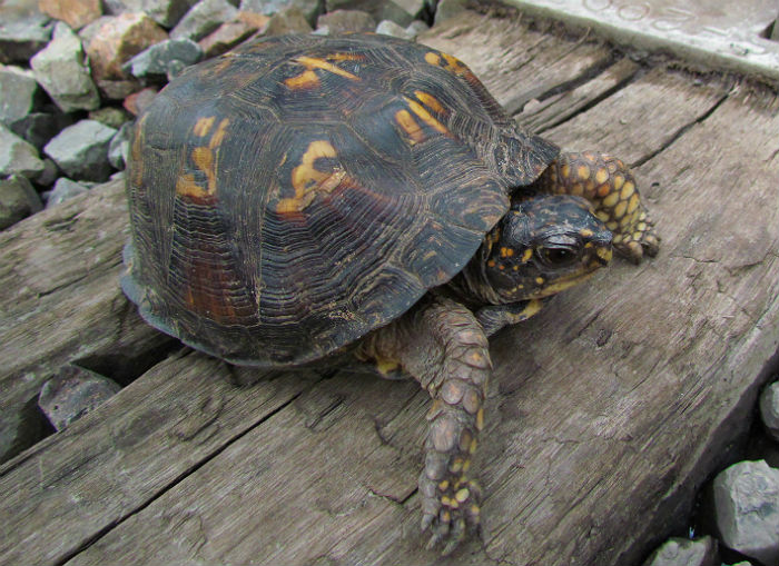 Eastern Box Turtle